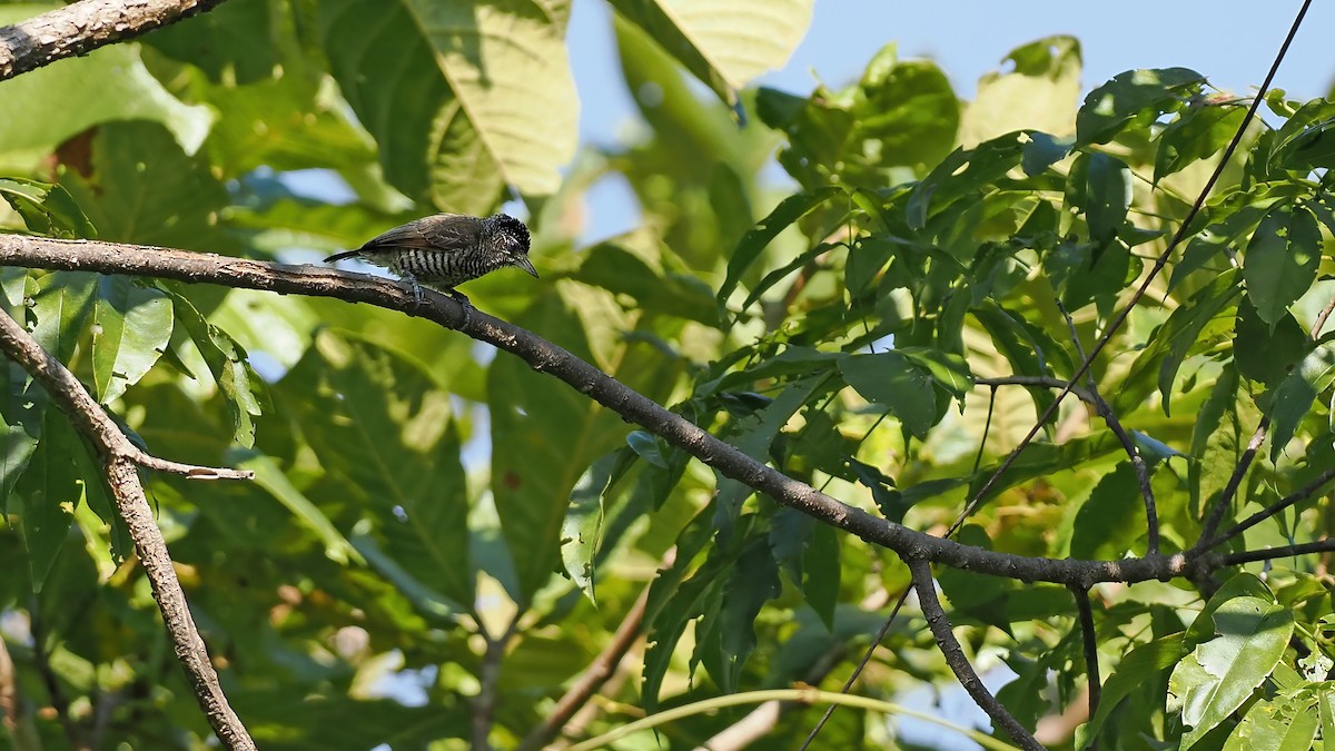 Carpinterito Variable - ML645588587