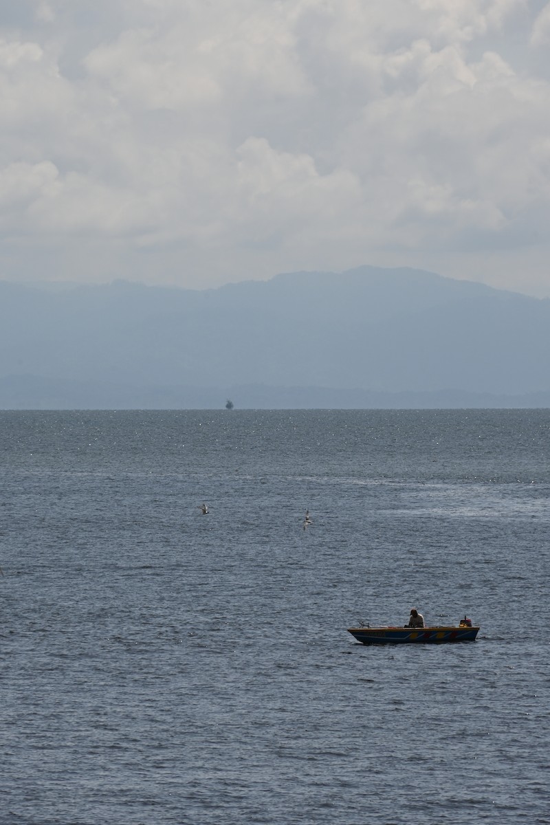 Great Crested Tern - ML645588591