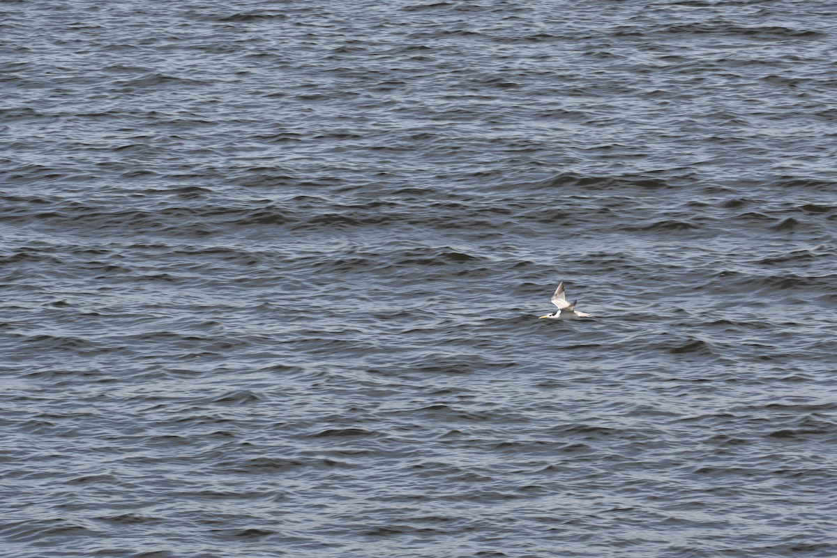 Great Crested Tern - ML645588592