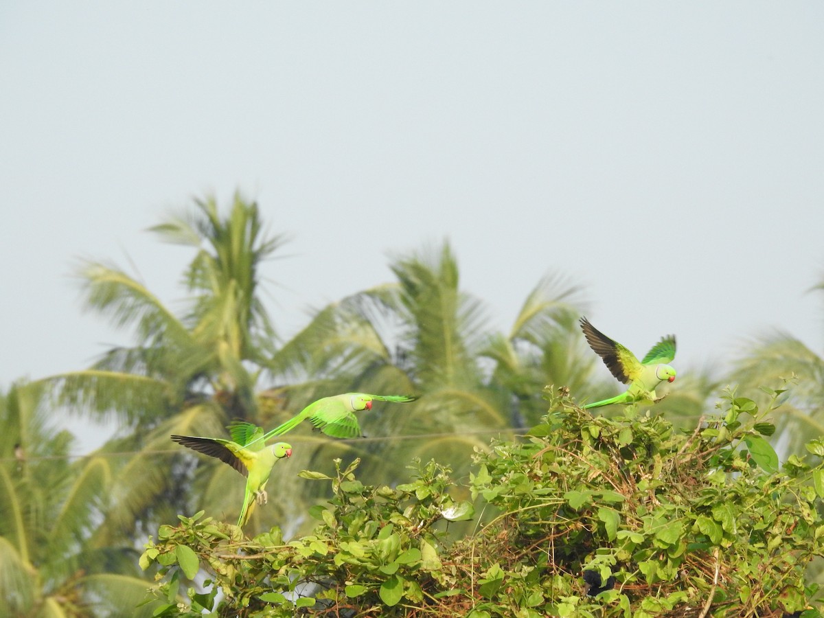 Rose-ringed Parakeet - ML645588594