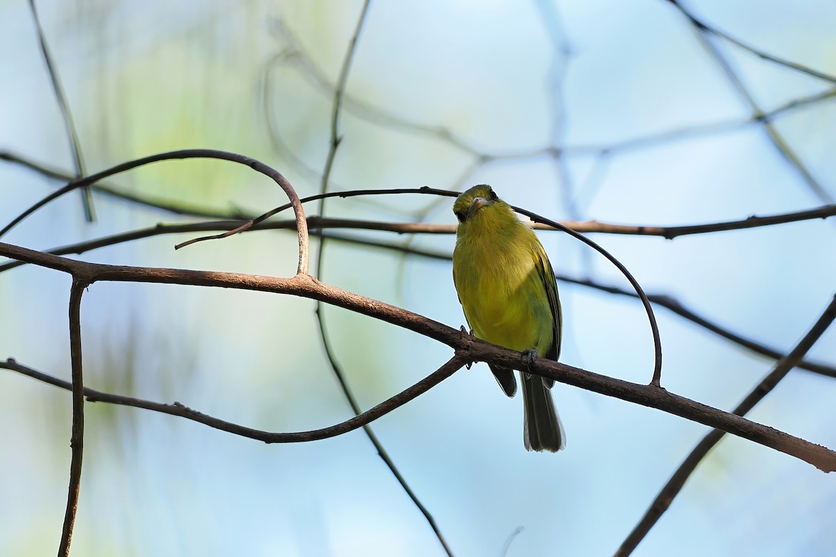 Ochre-lored Flatbill - ML645588595