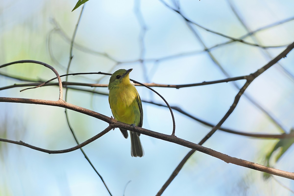 Ochre-lored Flatbill - ML645588596