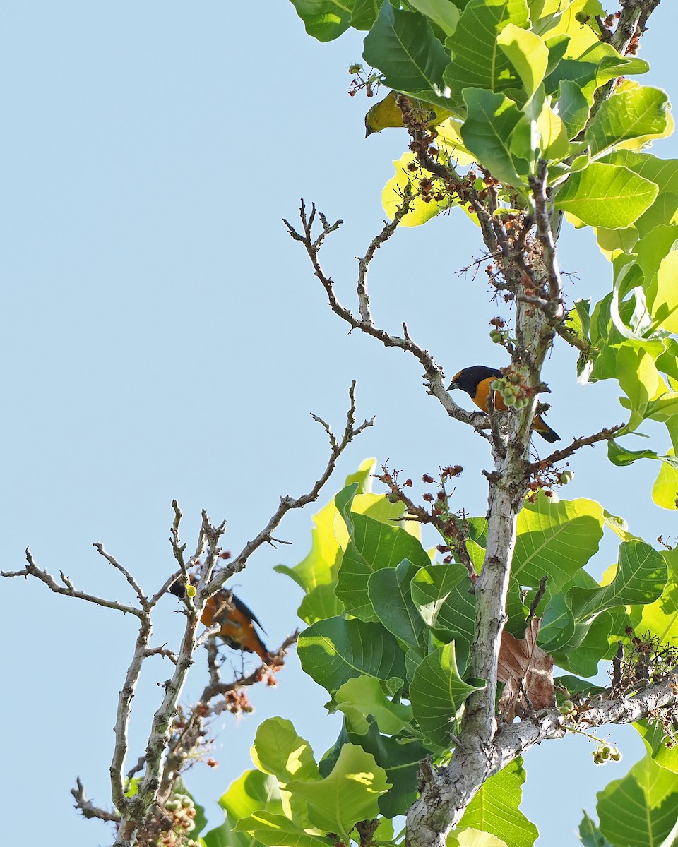 Finsch's Euphonia - ML645588598