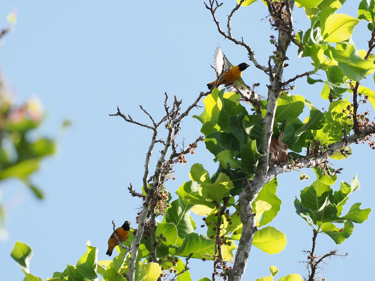 Finsch's Euphonia - ML645588600