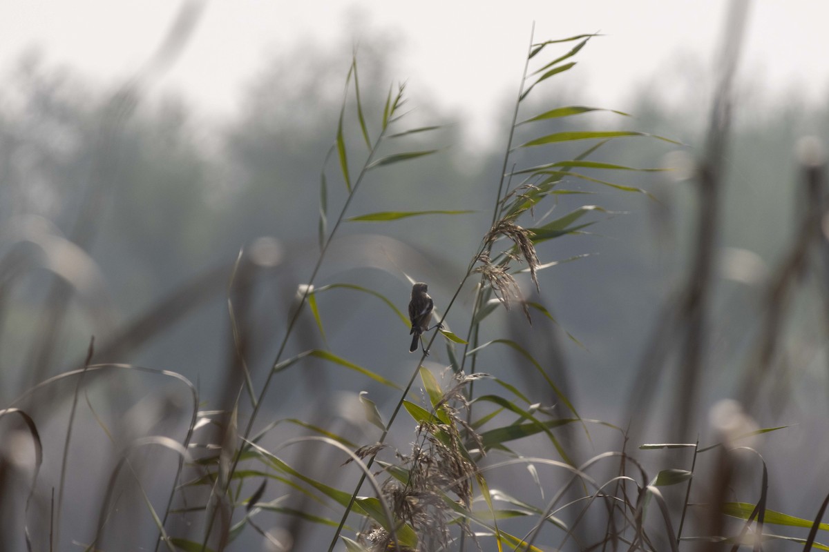 European Stonechat - ML645588602