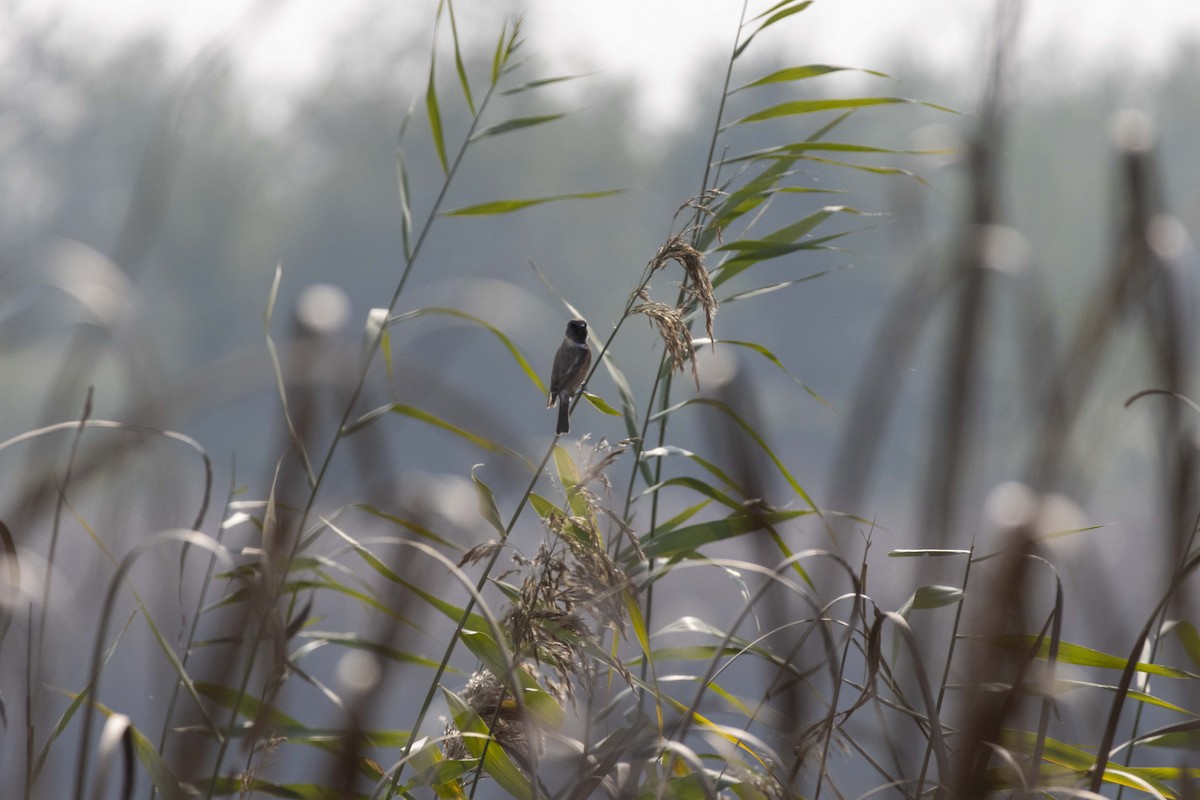 European Stonechat - ML645588603