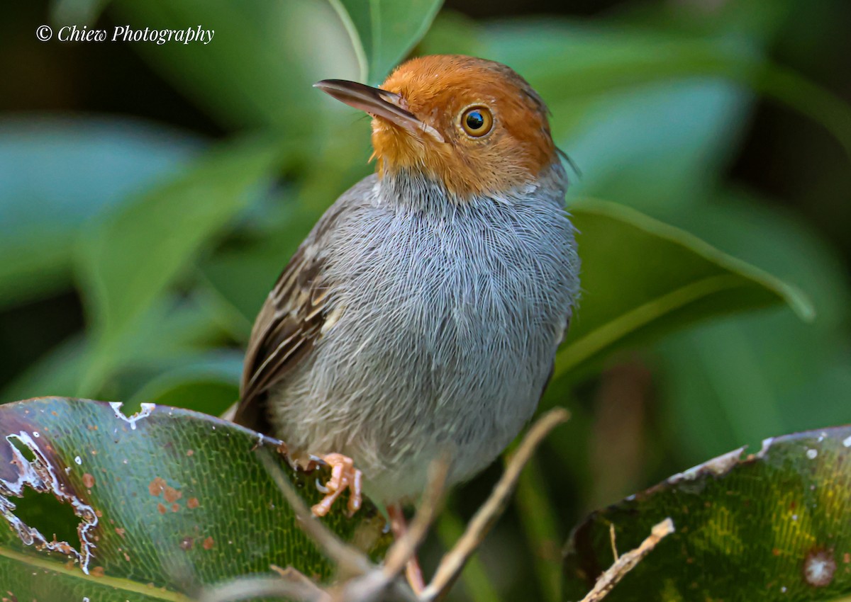 Ashy Tailorbird - ML645588604