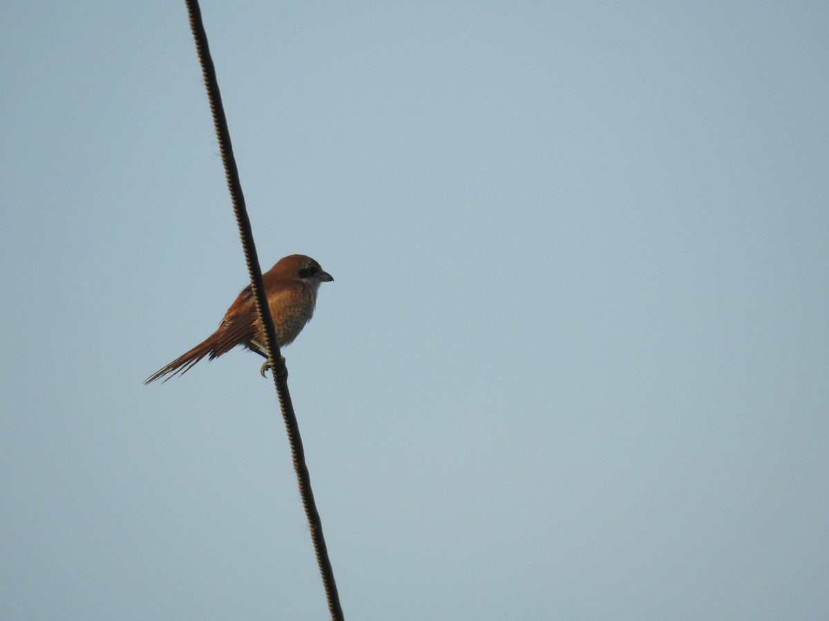 Brown Shrike - ML645588605