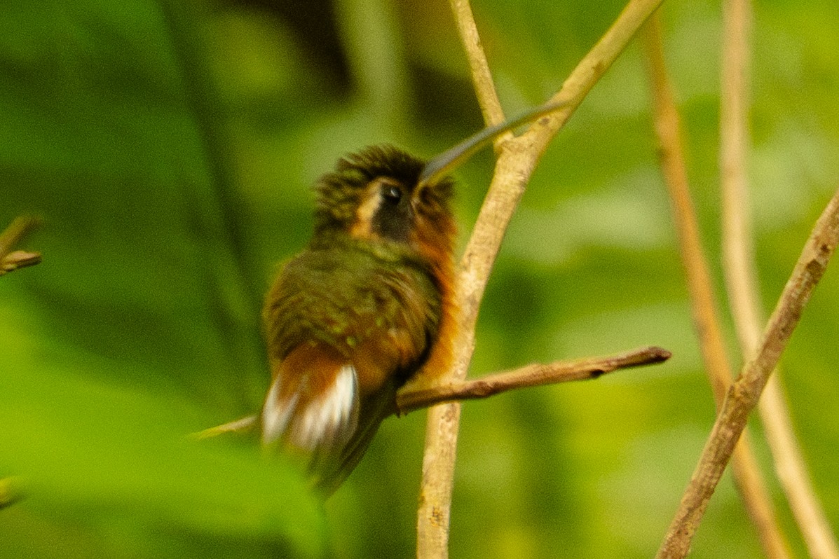 Tapajos Hermit - ML645588606