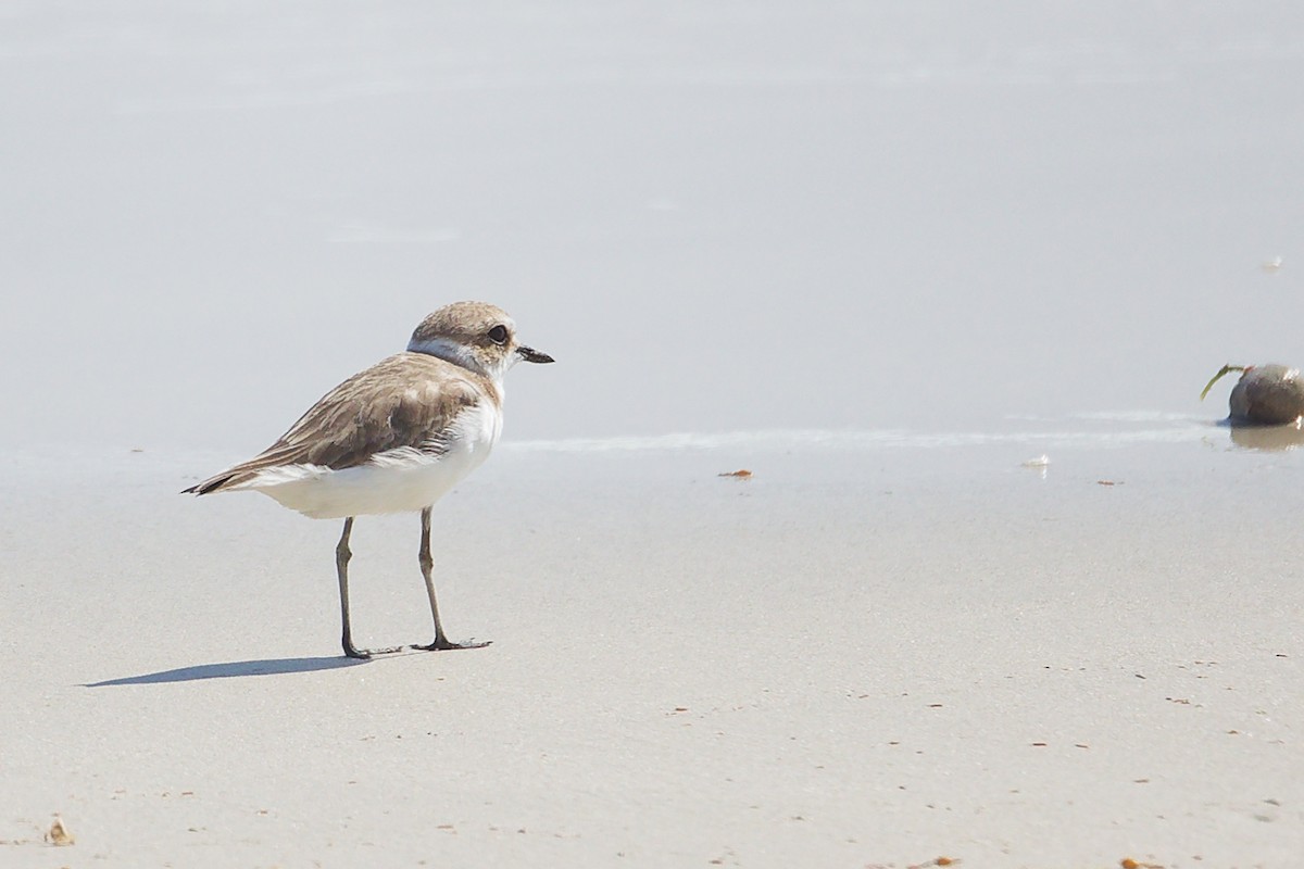 Kentish Plover - ML645588607
