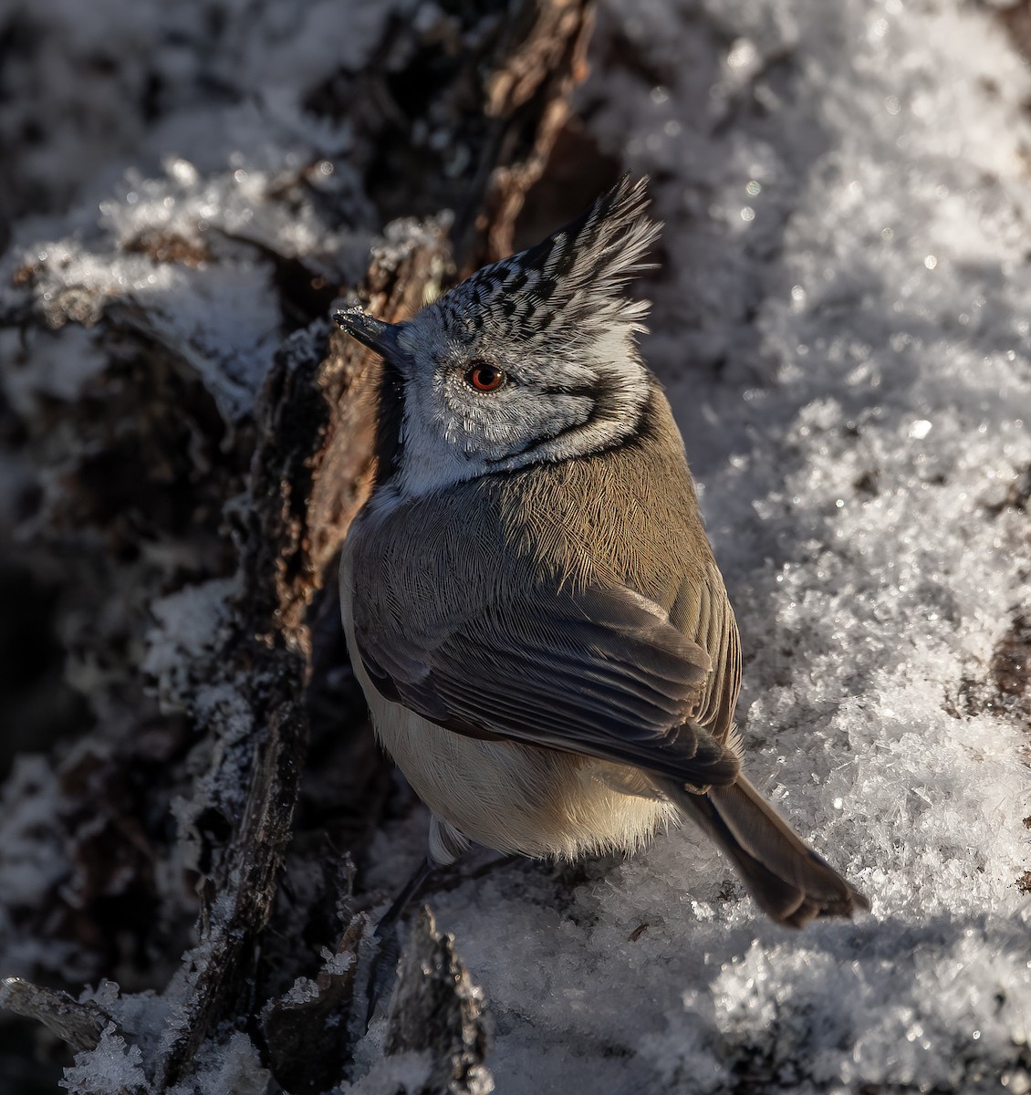 Crested Tit - ML645588608