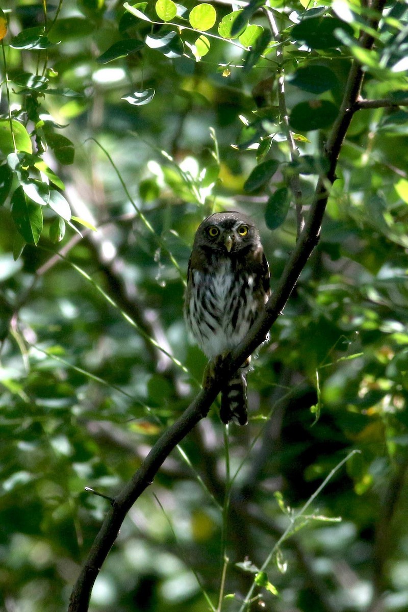 Northern Pygmy-Owl (Mountain) - ML645588615