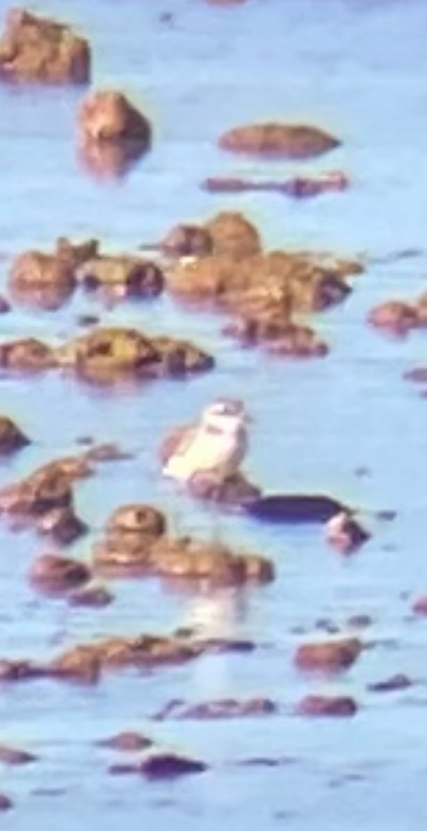 Siberian Sand-Plover - ML645588618