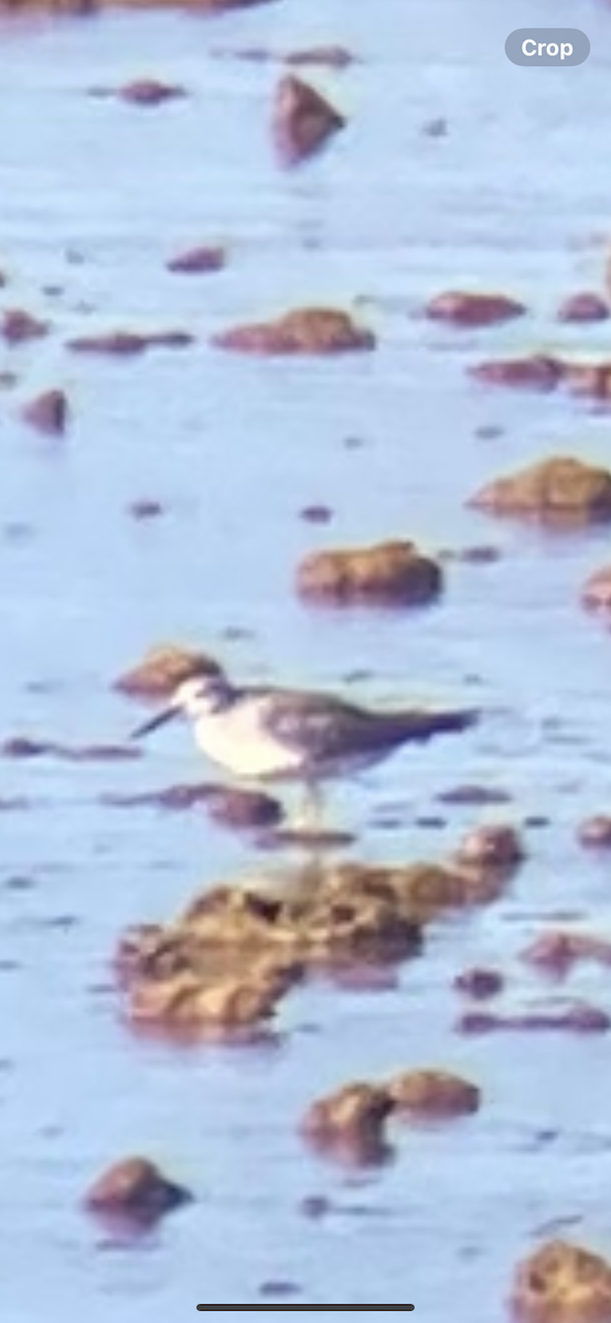 キアシシギ - ML645588626