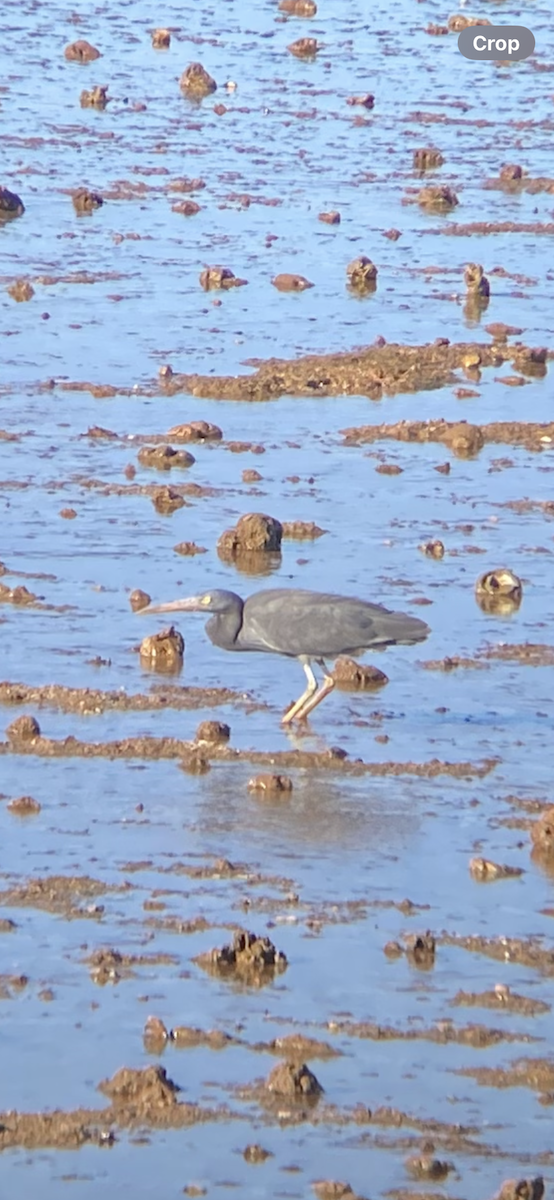 クロサギ - ML645588627