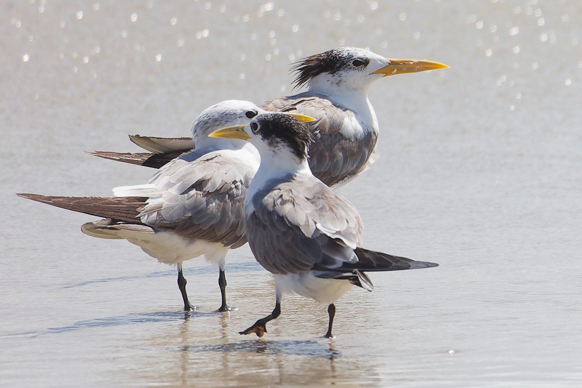 オオアジサシ - ML645588631