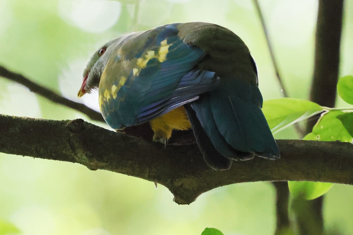 Wompoo Fruit-Dove - ML645588632