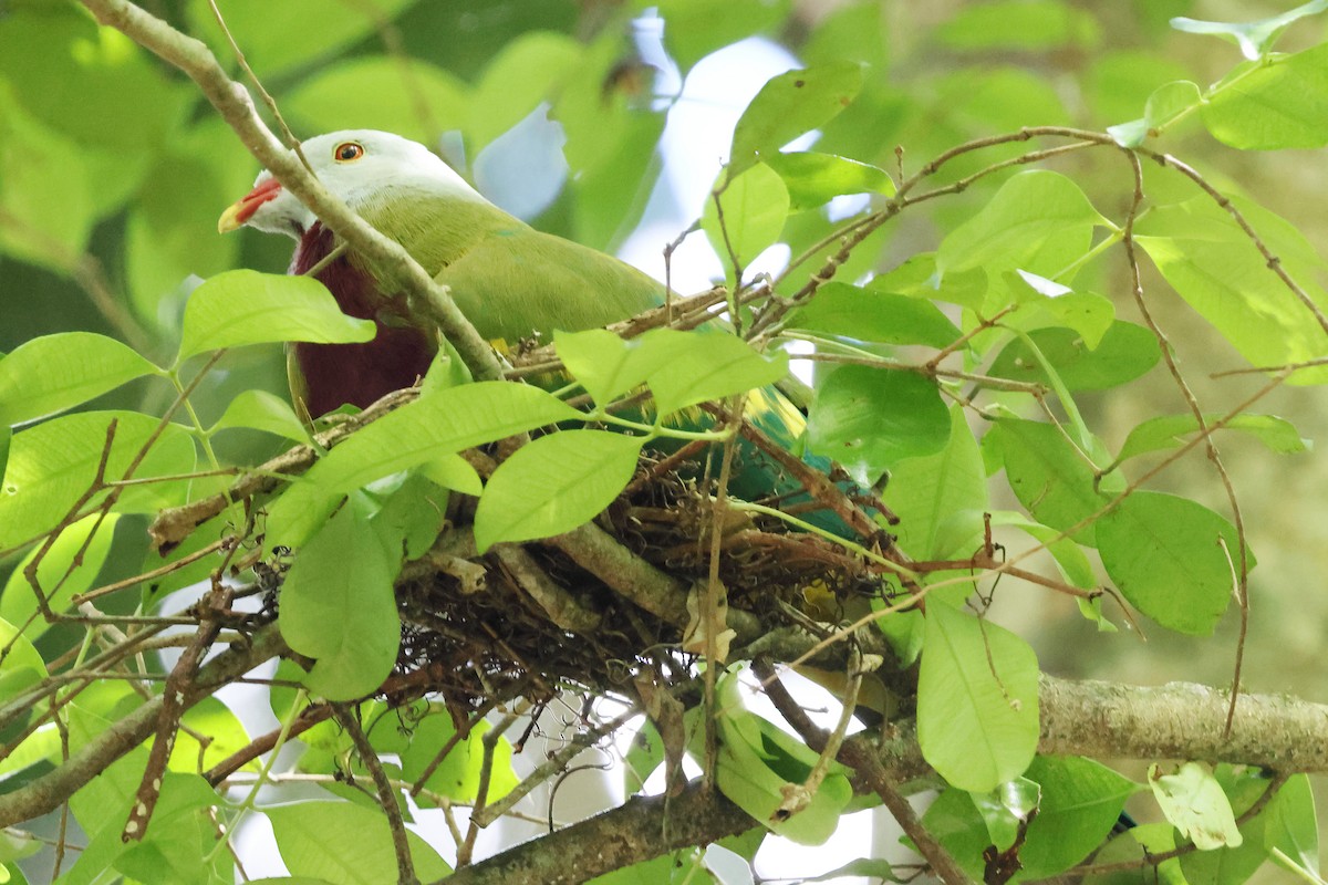 Wompoo Fruit-Dove - ML645588634