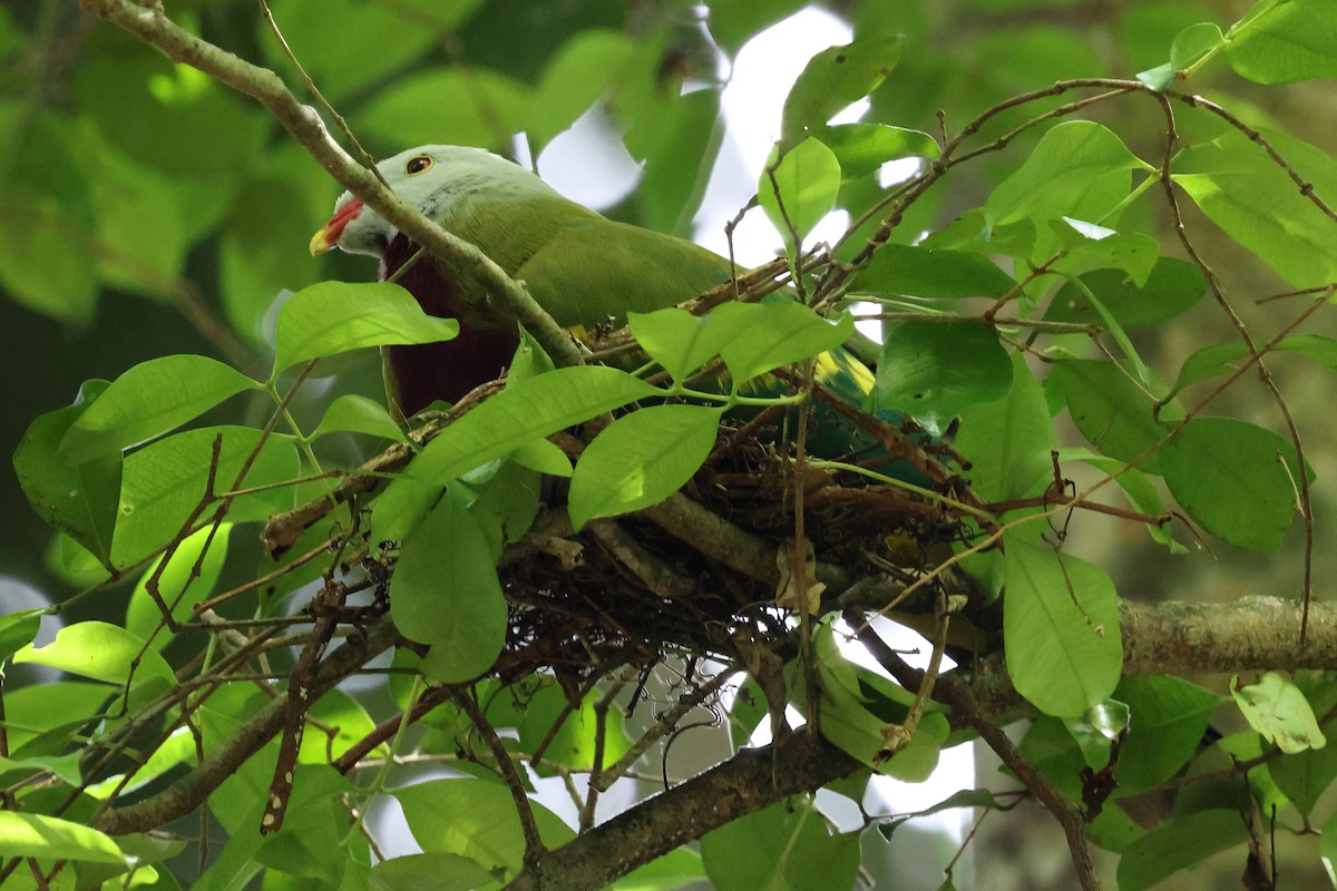 Wompoo Fruit-Dove - ML645588635