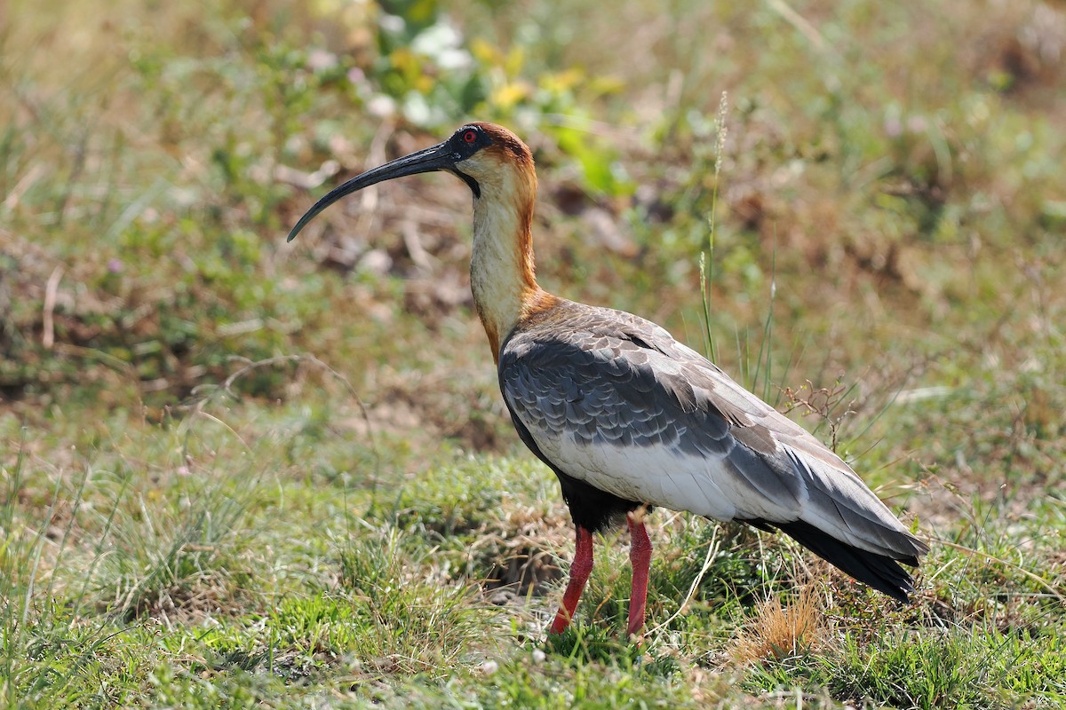 クロハラトキ - ML645588637