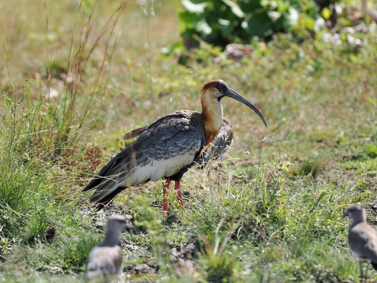 クロハラトキ - ML645588638