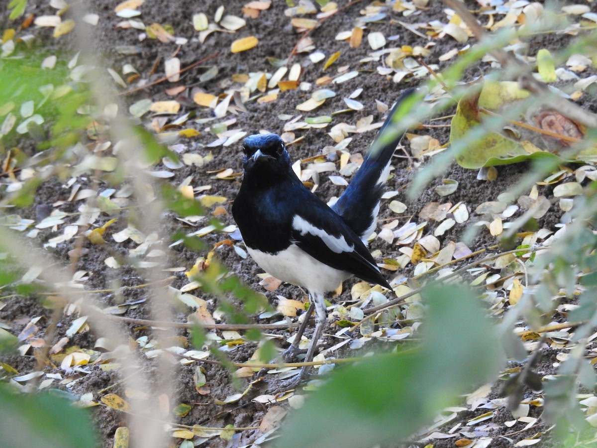 シキチョウ - ML645588640