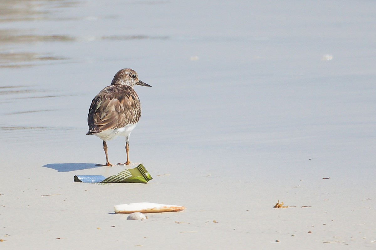 キョウジョシギ - ML645588641