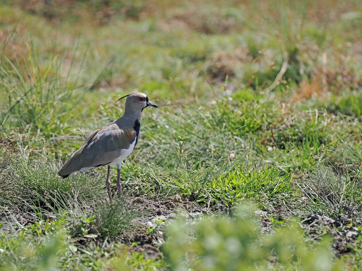 ナンベイタゲリ - ML645588643