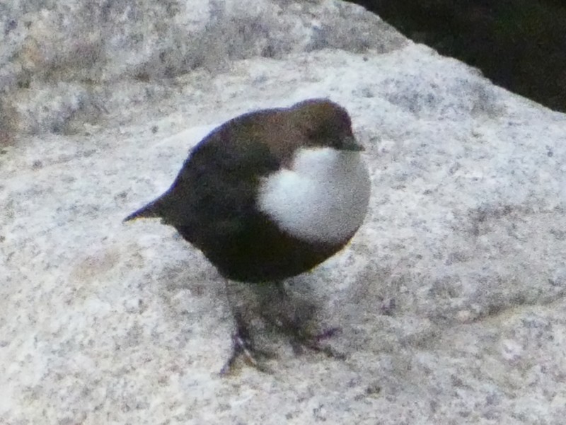 ムナジロカワガラス - ML645588644