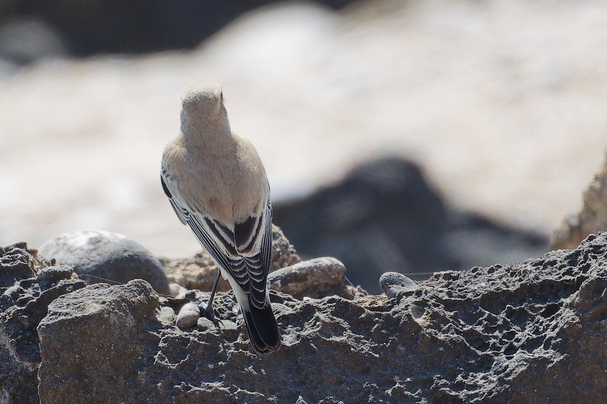 サバクヒタキ - ML645588645