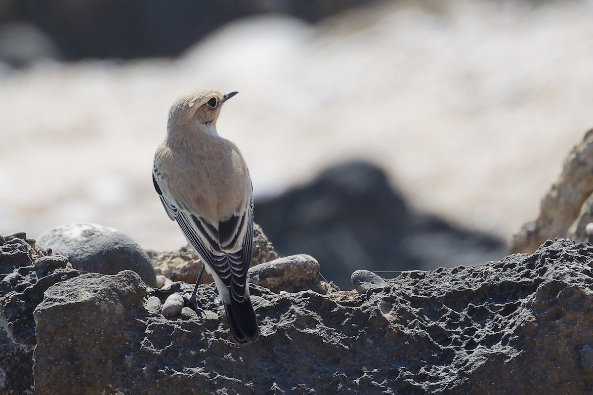 サバクヒタキ - ML645588646