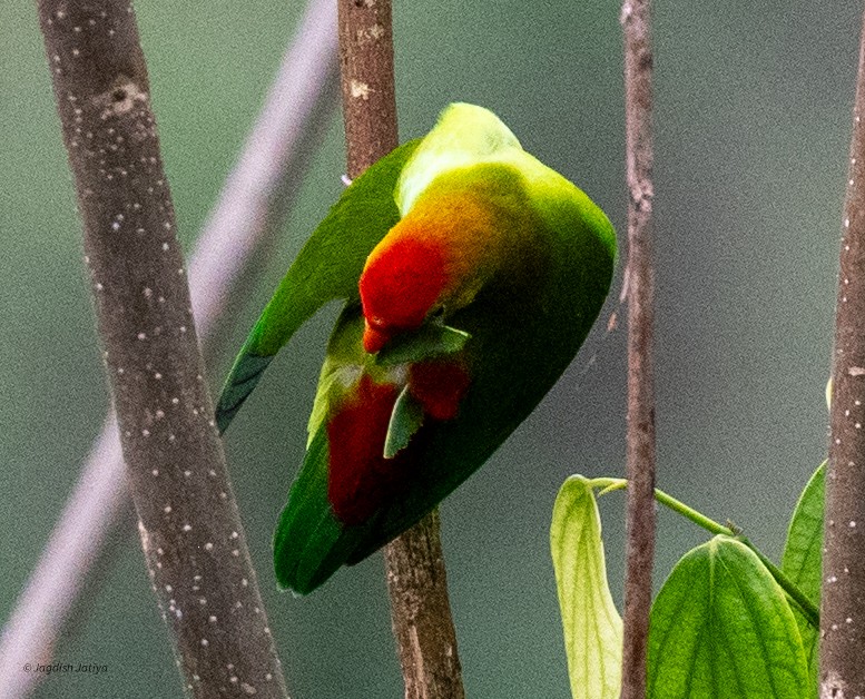 ズアカサトウチョウ - ML645588647