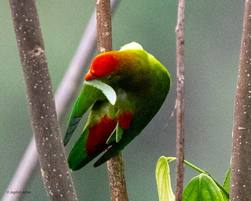 ズアカサトウチョウ - ML645588648