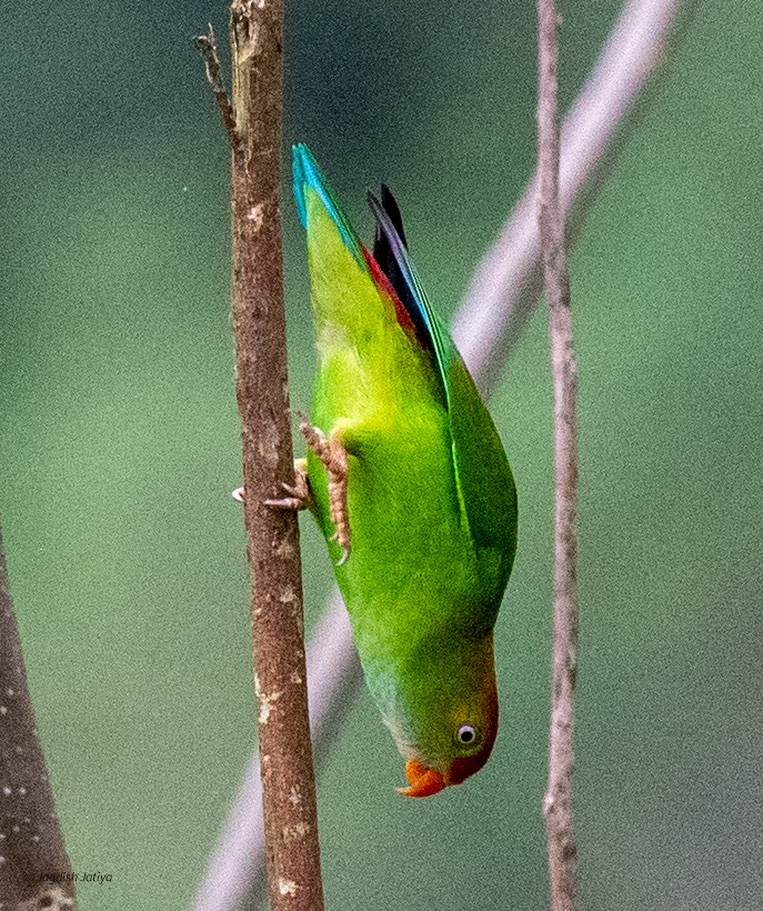 ズアカサトウチョウ - ML645588649