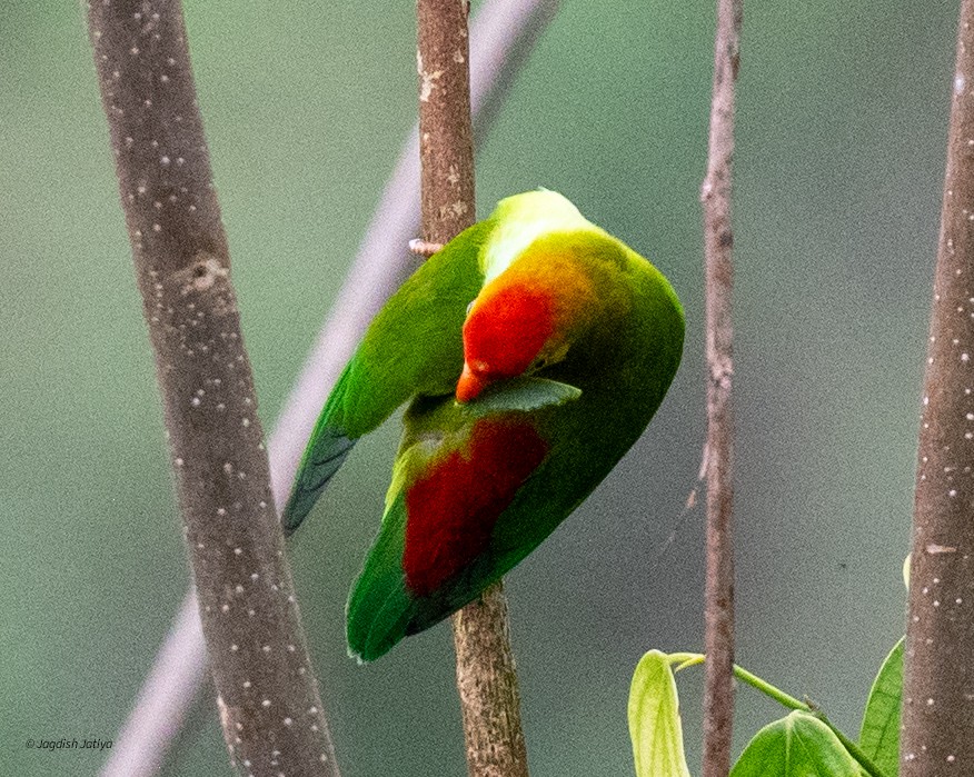 ズアカサトウチョウ - ML645588650