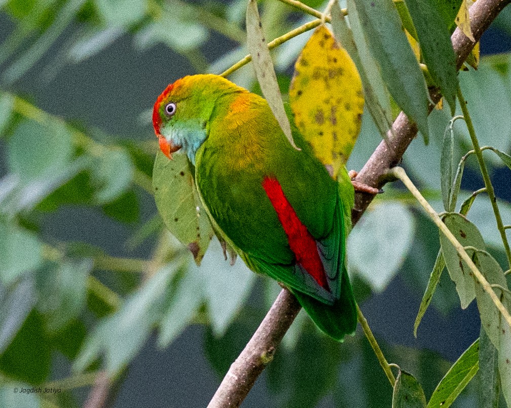 ズアカサトウチョウ - ML645588651