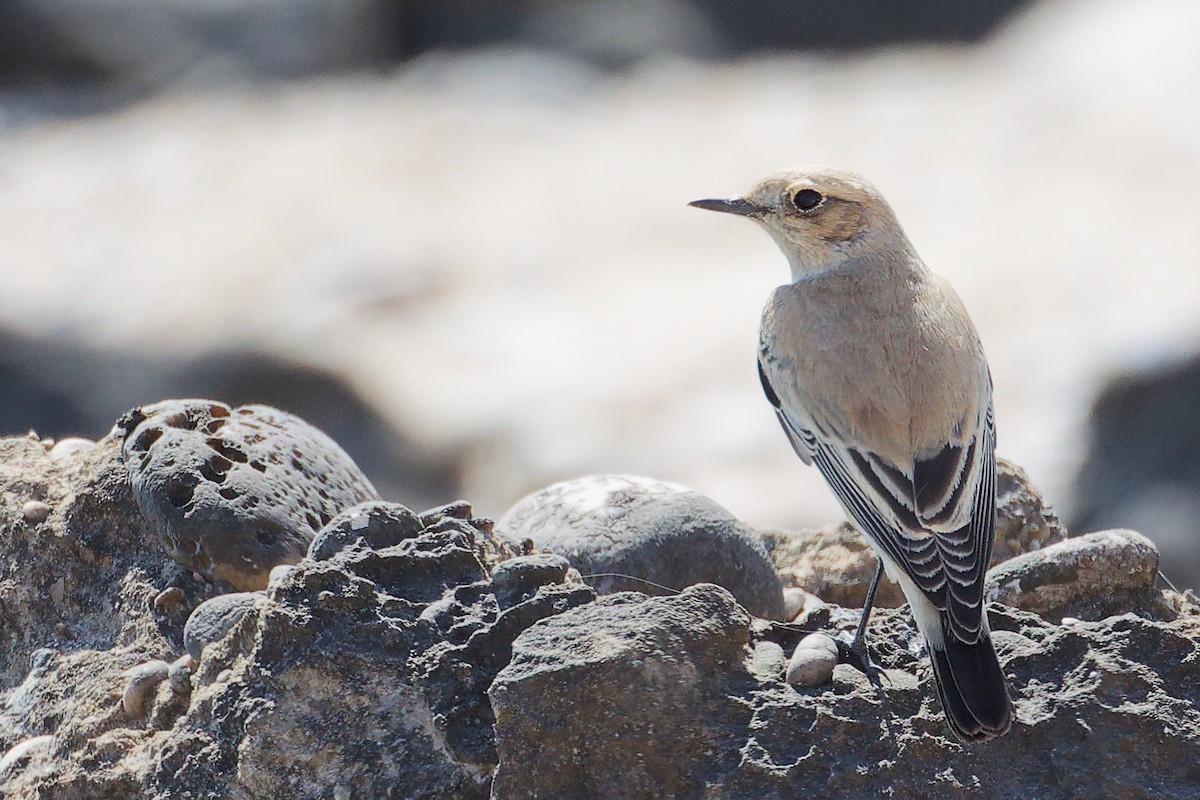 サバクヒタキ - ML645588652