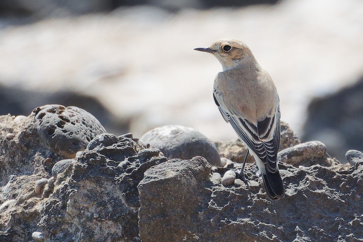 サバクヒタキ - ML645588653