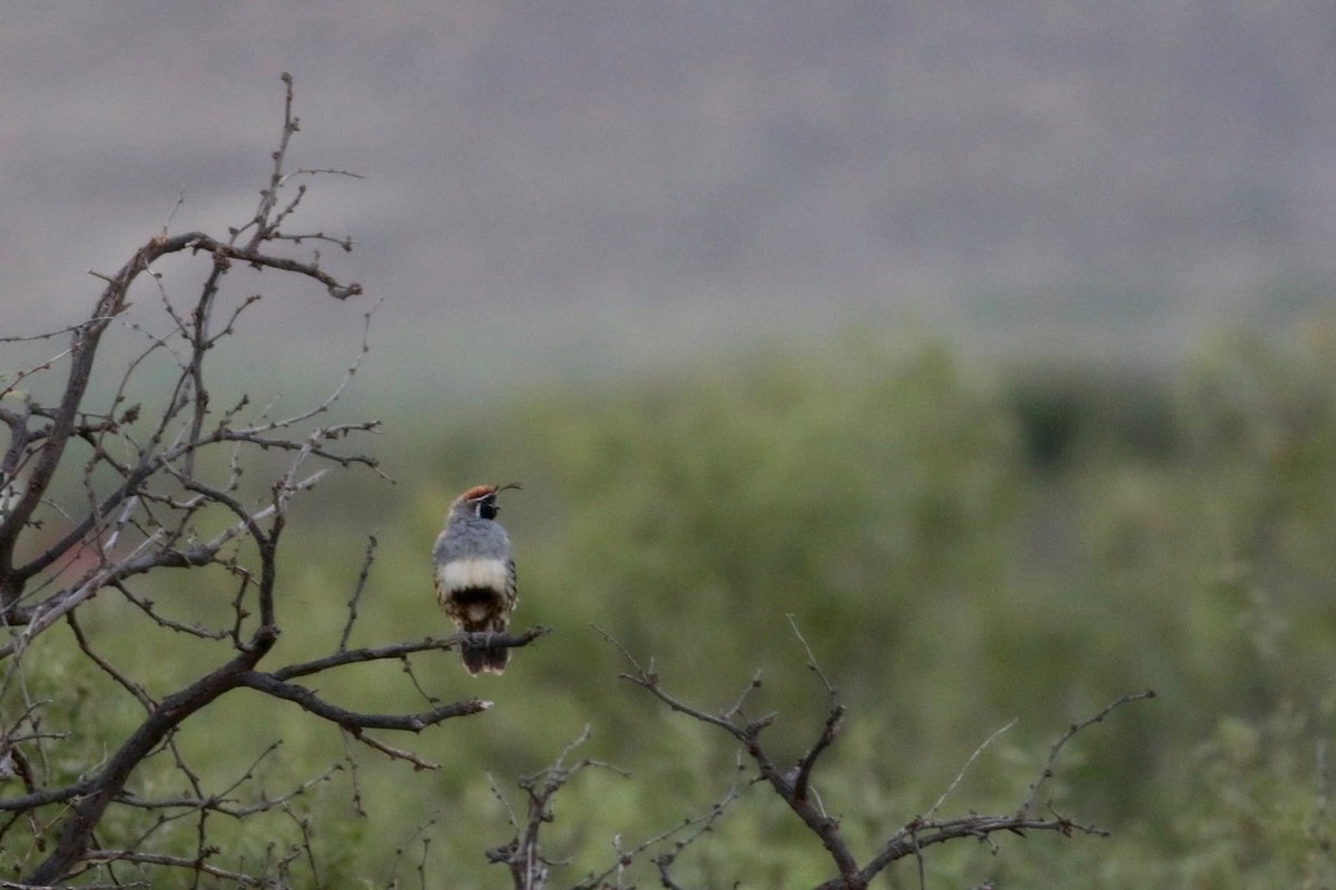 ズアカカンムリウズラ - ML645588655