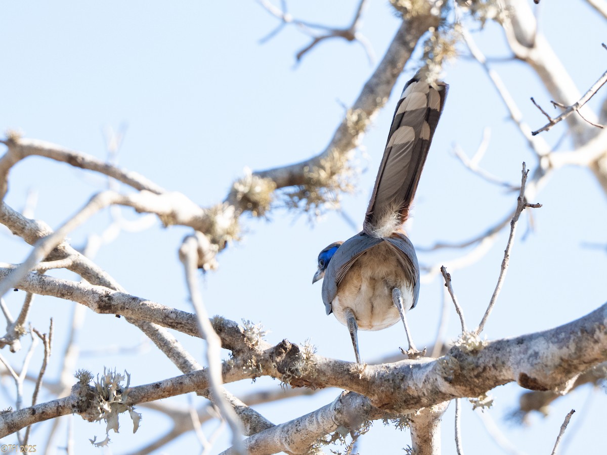 Olive-capped Coua - ML645588656