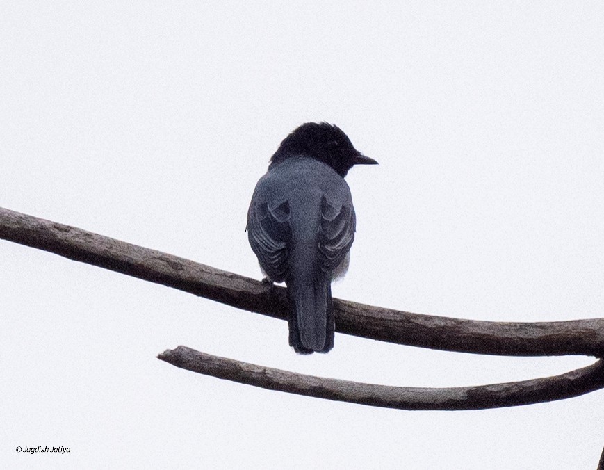 ズグロアサクラサンショウクイ - ML645588660