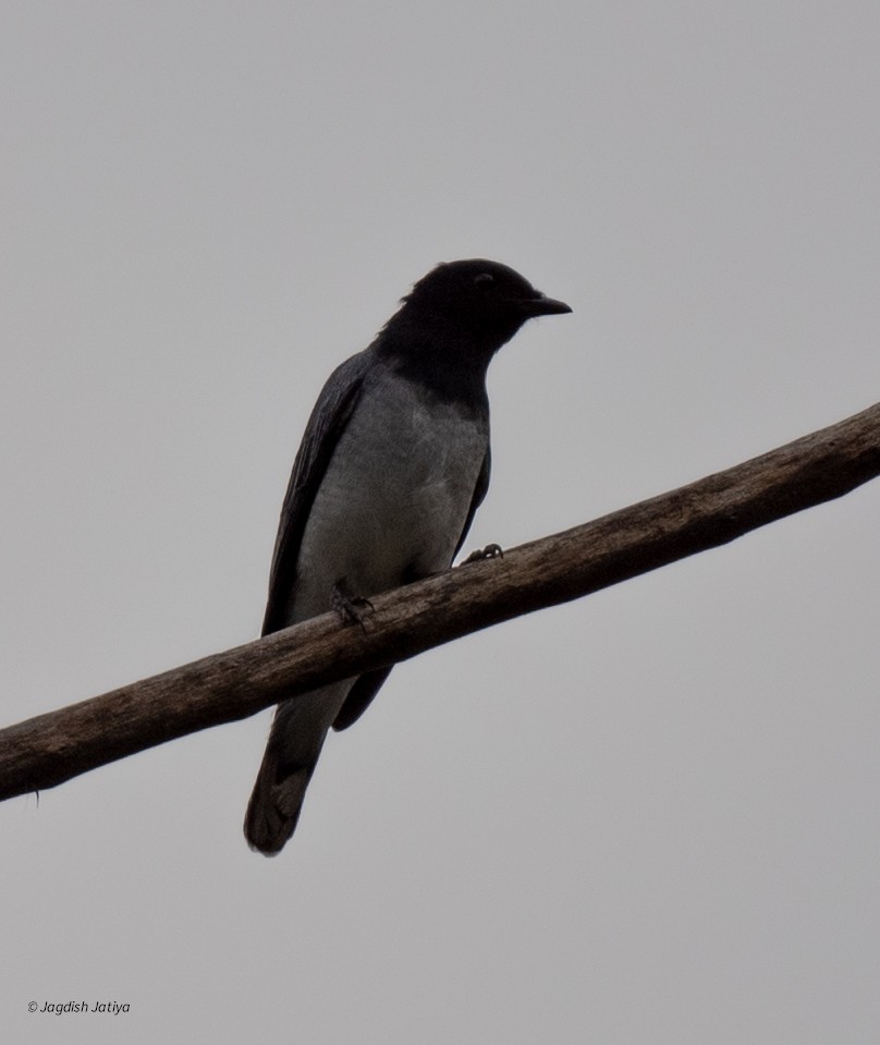 ズグロアサクラサンショウクイ - ML645588661