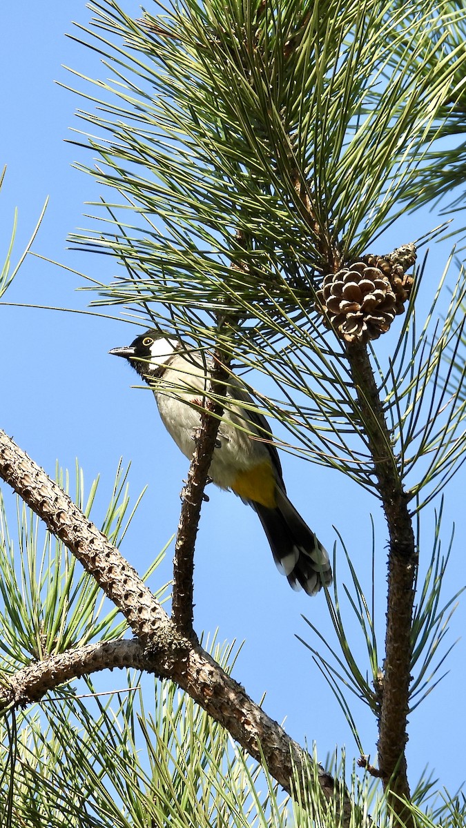 White-eared Bulbul - ML645588684