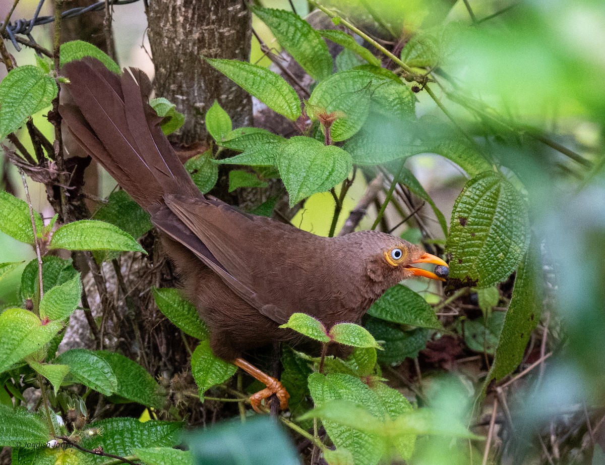 Orange-billed Babbler - ML645588708