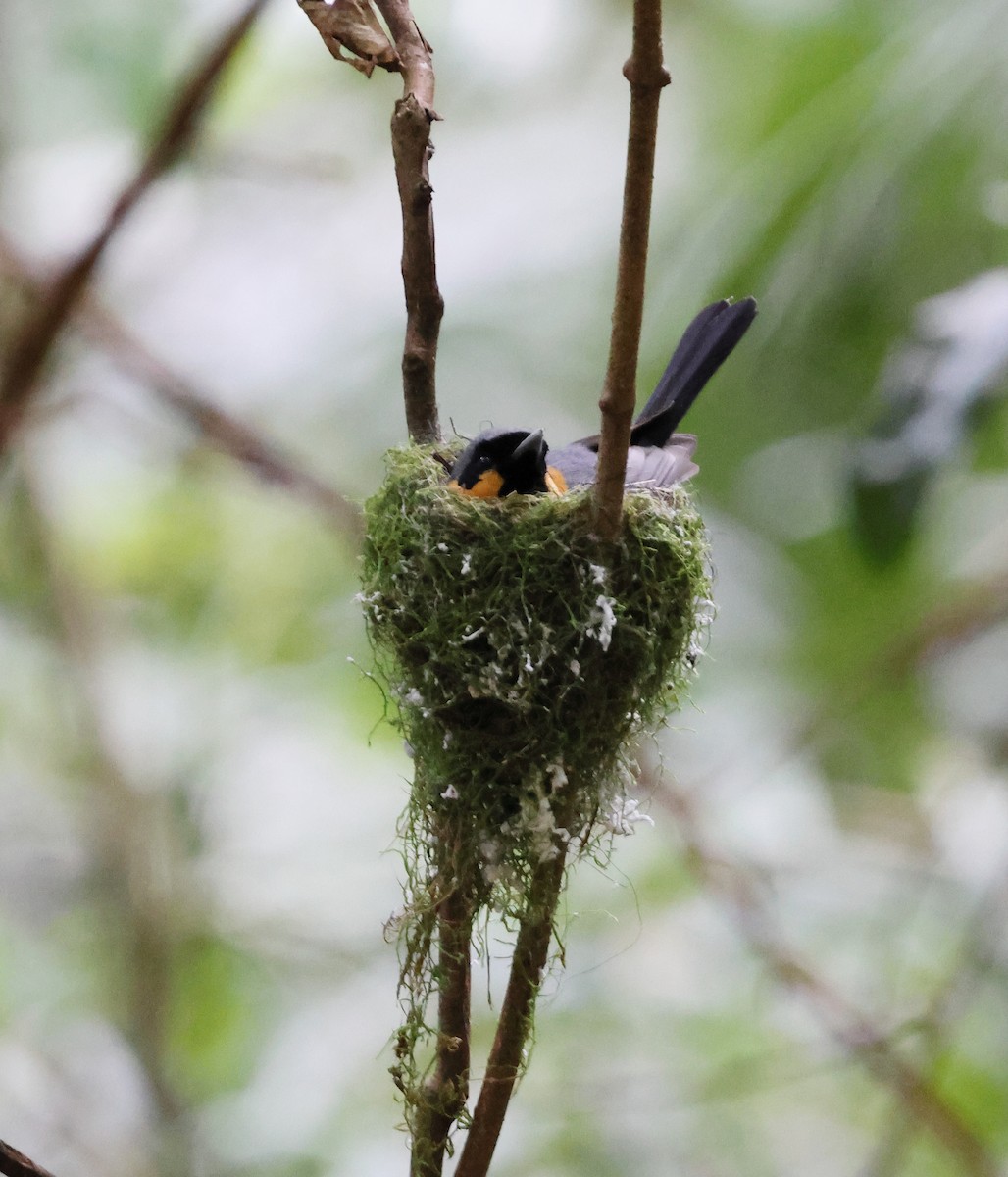 Australian Spectacled Monarch - ML645588729