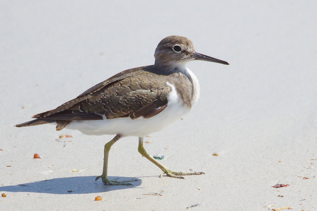 Набережник палеарктичний - ML645588733