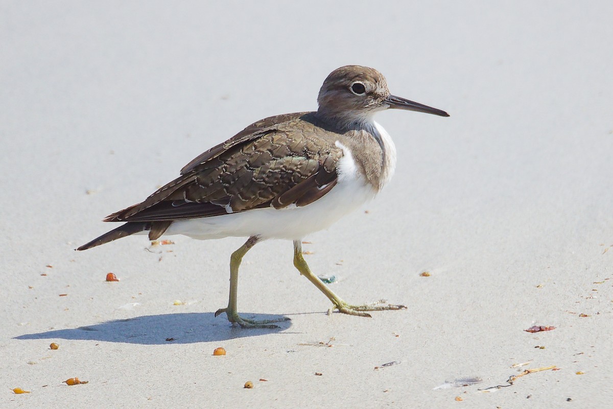 Набережник палеарктичний - ML645588734