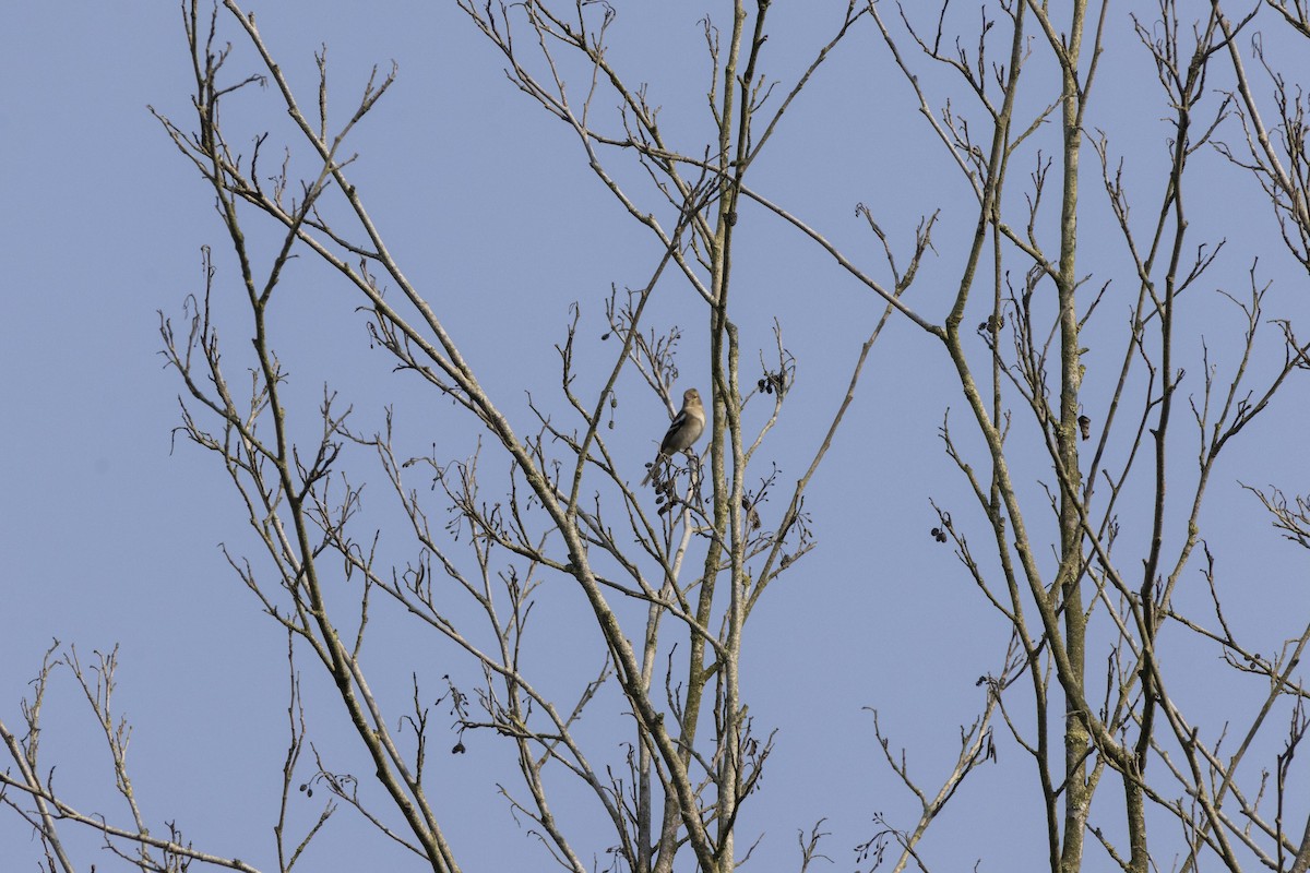 Зяблик звичайний - ML645588739