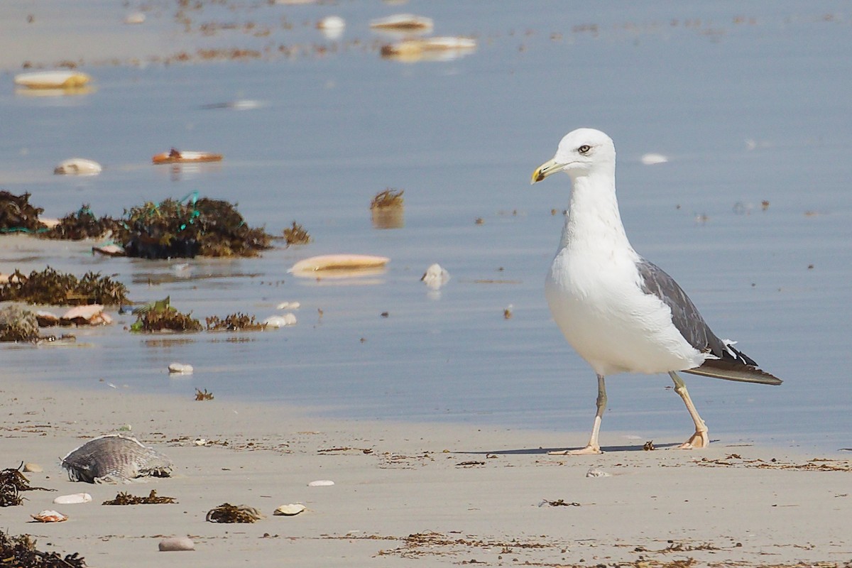 Мартин чорнокрилий - ML645588740