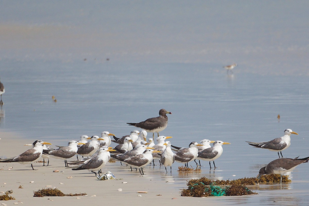 Крячок жовтодзьобий - ML645588741